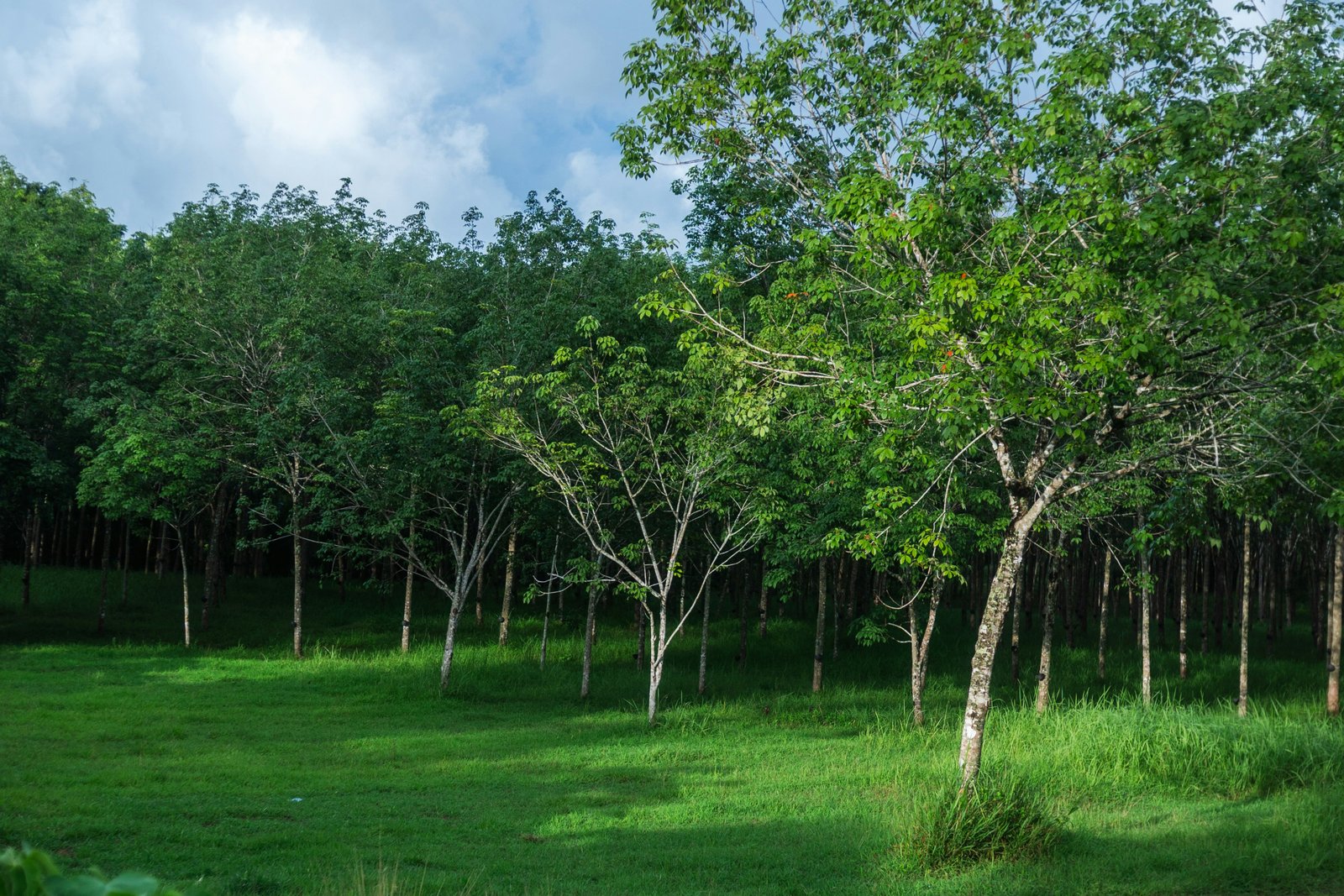 Perkebunan Hijau